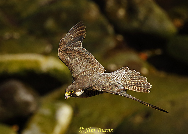 Peregrine Falcon soaring over shore rocks--5258