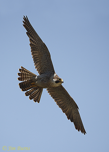 Peregrine Falcon male overheard--5341