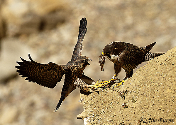 Peregrine Falcon fledgling arriving for Black Phoebe--5389