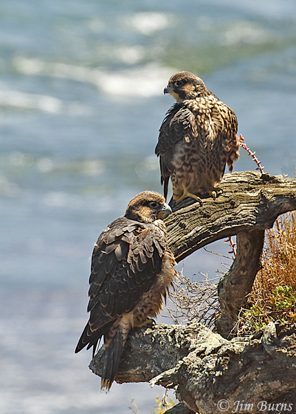 Peregrine Falcon juveniles--5626
