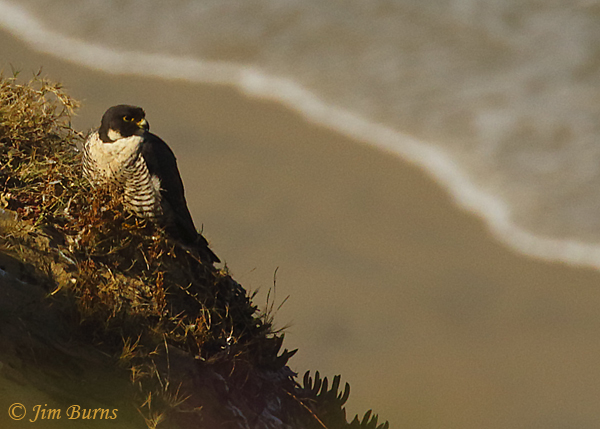 Peregrine Falcon watching the tide roll in--4608