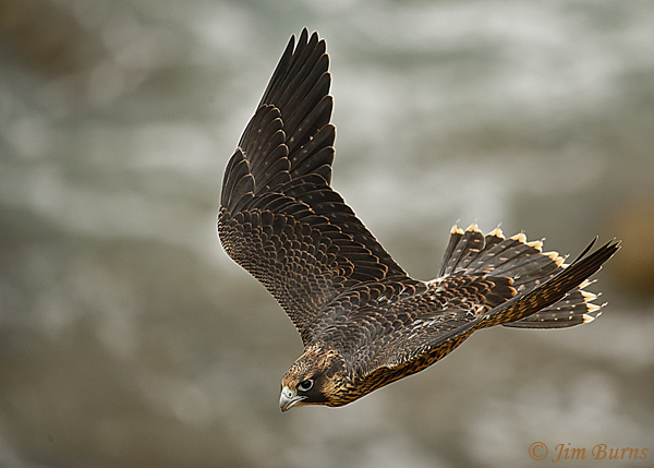 Peregrine Falcon fledgling second day of flight #4-5065