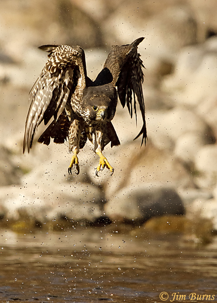 Peregrine Falcon juvenile leaving water #2--4688