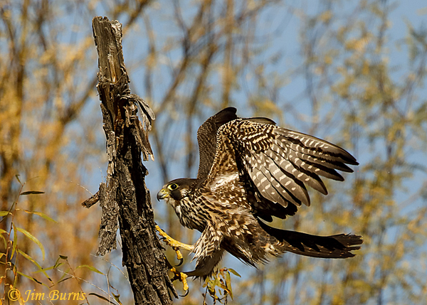 Peregrine Falcon juvenile climbing up a snag!--4699