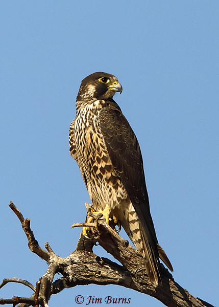Peregrine Falcon juvenile #2--4734