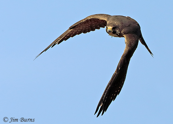 Peregrine Falcon juvenile incoming--4745