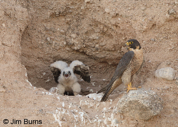Peregrine Falcon female & hungry nestling