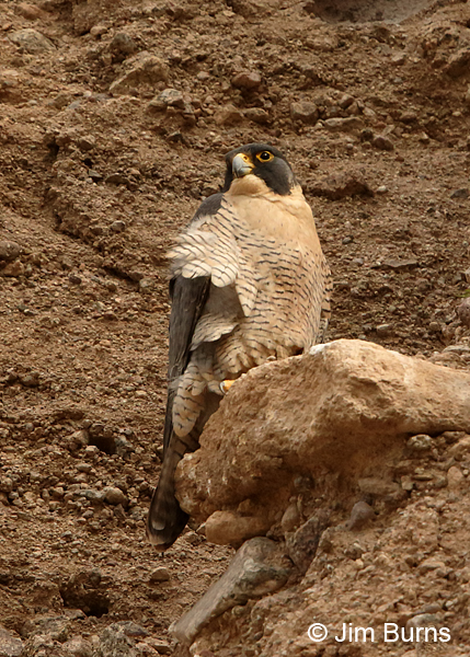 Peregrine Falcon female blowing in the wind