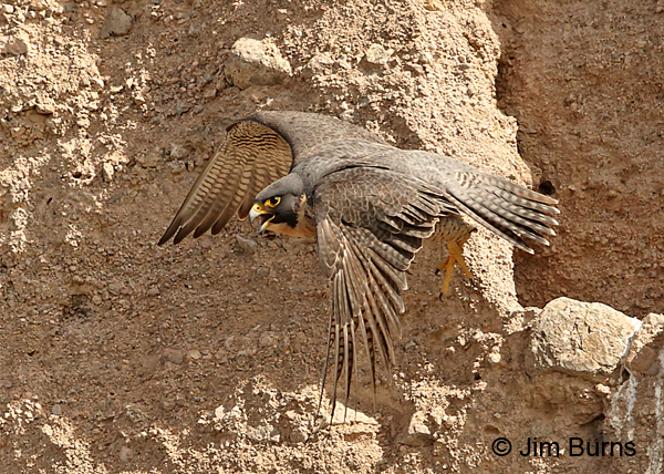 Peregrine Falcon female in flight