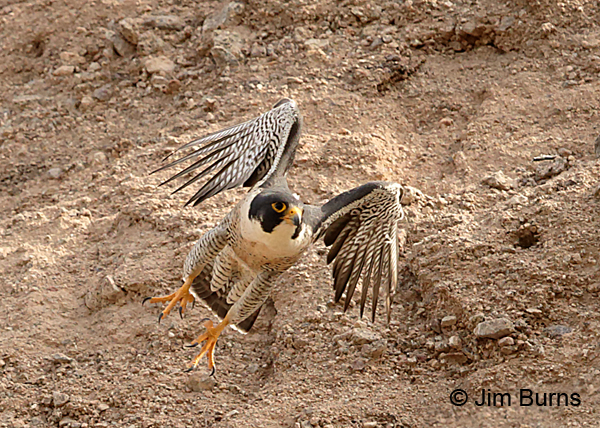 Peregrine Falcon male in flight