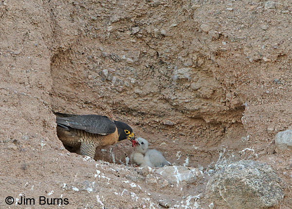 Peregrine Falcon nestling gets a chunk of dove