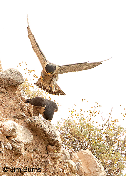 Peregrine Falcon pair, soft landing