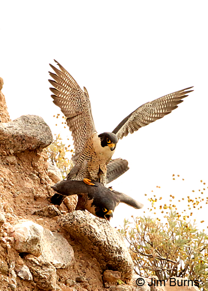 Peregrine Falcon pair copulating