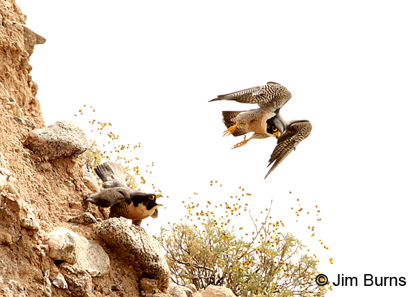 Peregrine Falcon pair post copulation