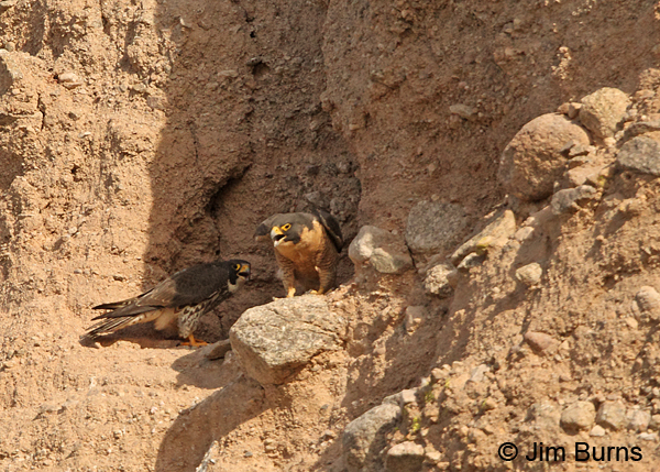 Peregrine Falcons, a May-December pairing