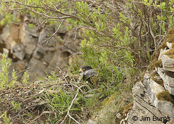 Peregrine Falcon female on tundra nest