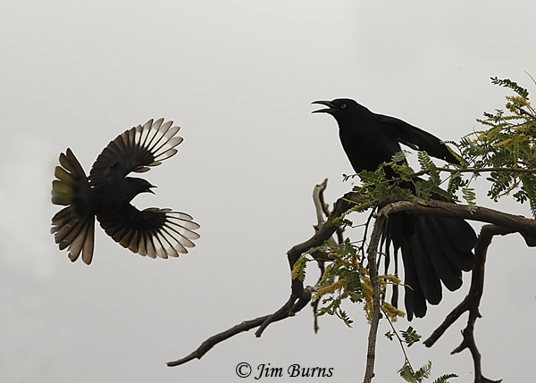 Phainopepla male harassing Great-tailed Grackle near nest--3040