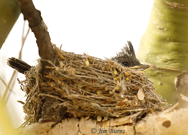 Phainopepla nest with nestling--3112