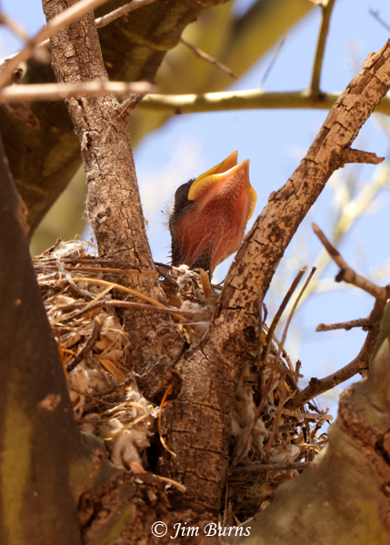 Phainopepla nest with hatchling--3873