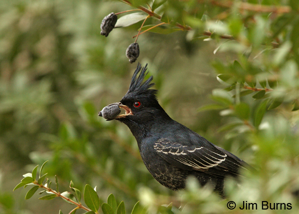 An immature male Phainopepla feeds on a Myrtle berry near the Smith Building.
