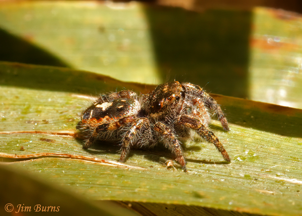 Phidippus Californicus female, Arizona--9983
