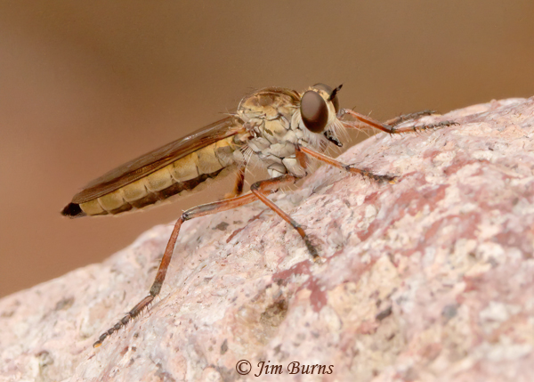 Philonicus species female, Arizona--4378