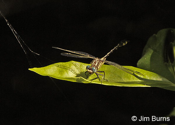 Piedmont Clubtail male on leaf, Chesterfield Co., SC, May 2014
