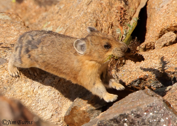 American Pika running with thistle stalks--0598