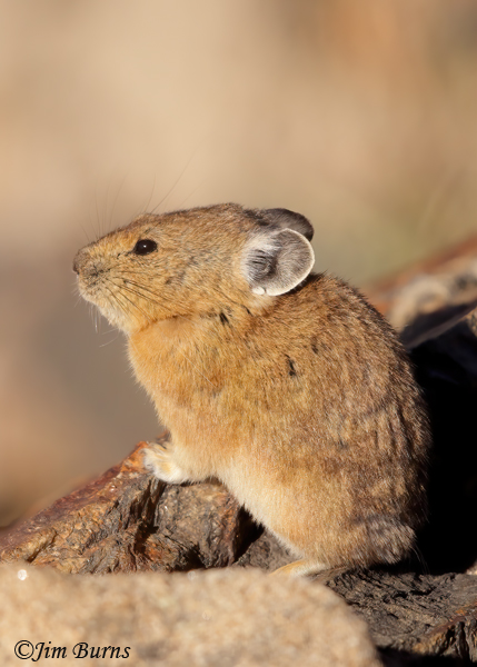 American Pika on lookout--0672
