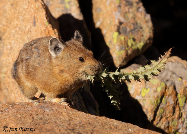 American Pika running with thistle stalks #2--0737