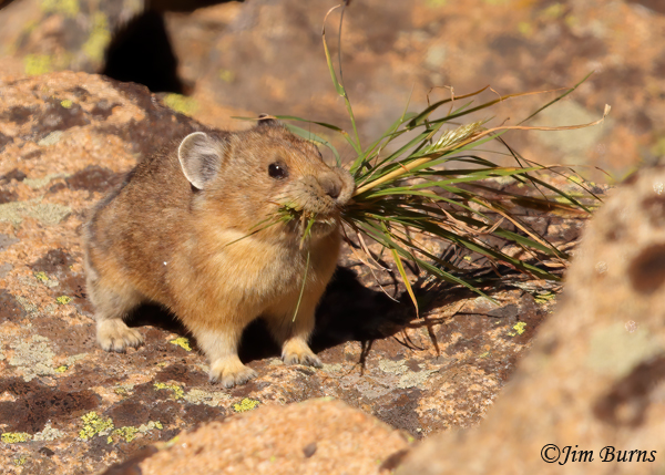 American Pika with harvested grass--0766