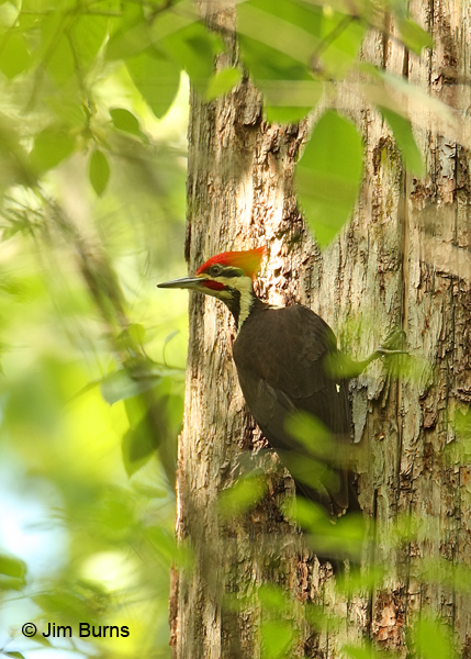 Pileated Woodpecker male in habitat