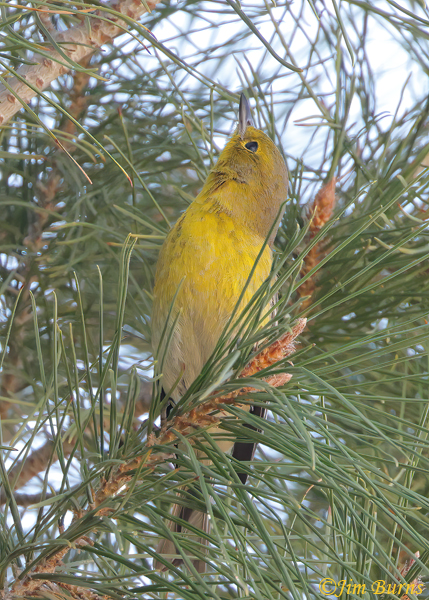 Pine Warbler male in pines, Arizona in January #3--9597--2