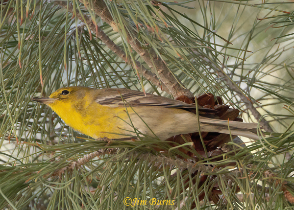 Pine Warbler male in pines, Arizona in January #2--9738--2