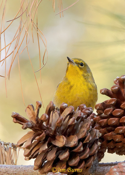 Pine Warbler male foraging in pine cones--9901--2