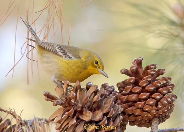Pine Warbler male foraging in pine cones #2--9947--2