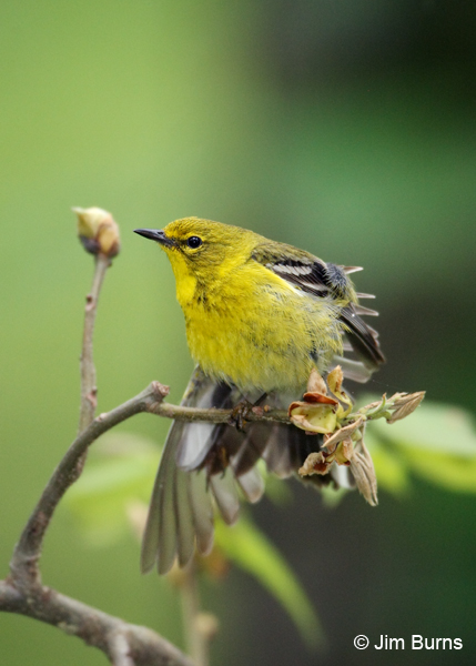 Pine Warbler male wingstretch