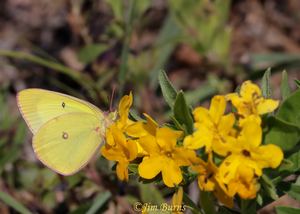 Pink-edged Sulphur, Michigan--7258
