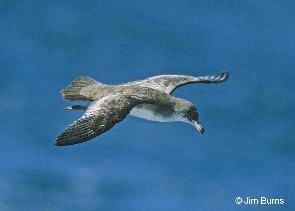 Pink-footed Shearwater dorsal