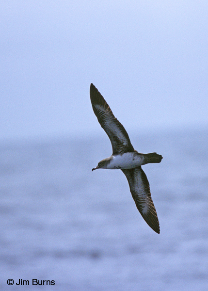 Pink-footed shearwater ventral