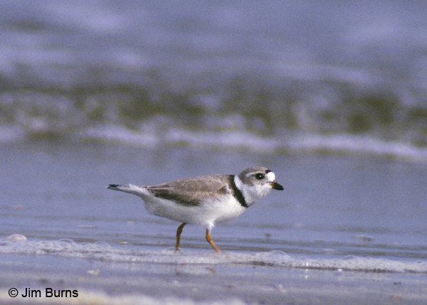 Piping Plover in surf