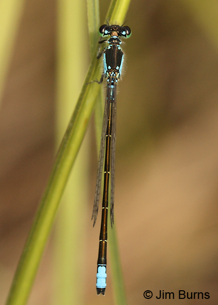 Plains Forktail male dorsal view, Coconino Co., AZ, June 2013