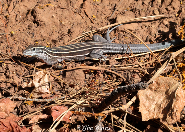 Plateau Striped Whiptail--0268