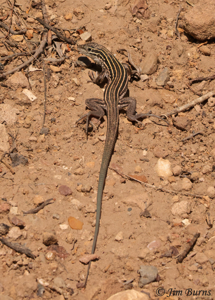 Plateau Striped Whiptail dorsal view--9792