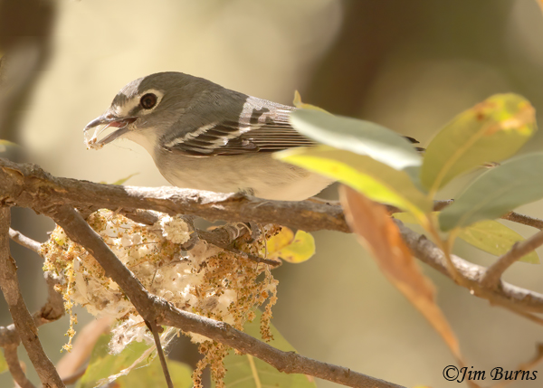 Plumbeous Vireo at nest construction--0578