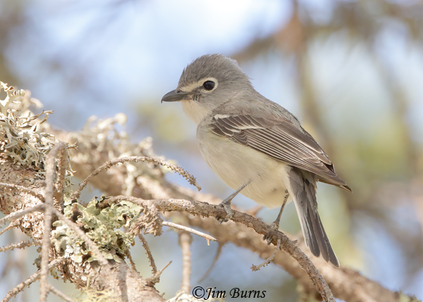 Plumbeous Vireo gleaning insects from dead branches--5373