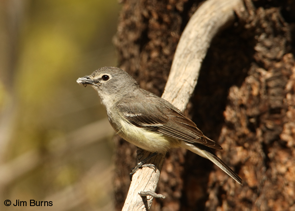 Plumbeous Vireo with nesting material