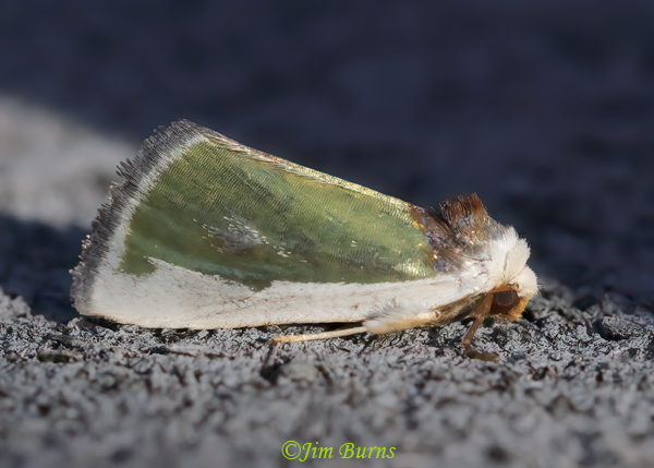 Poetry Moth, Arizona--0703