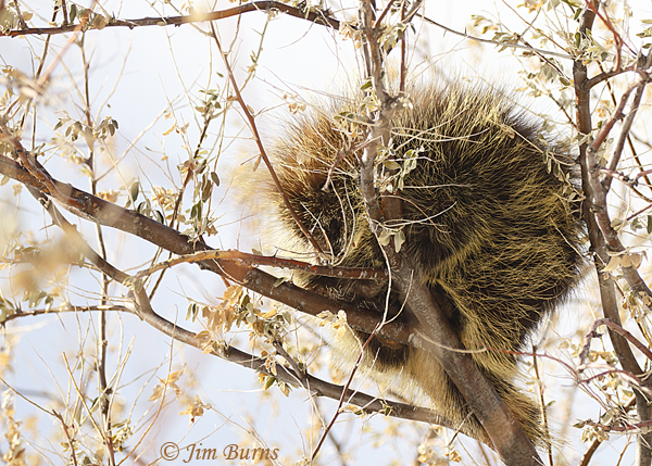 North American Porcupine at work in tree--6628
