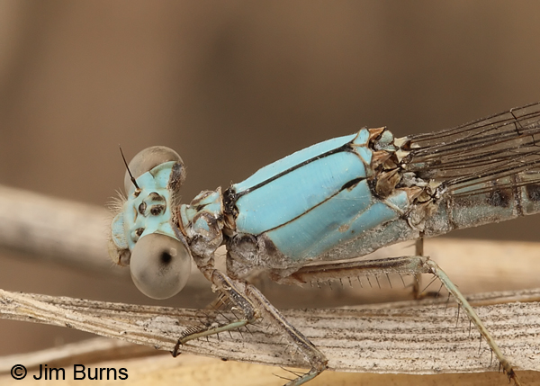 Powdered Dancer blue female head and thorax shot, Maricopa Co., AZ, August 2013